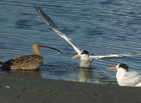 Long-billed Curlew and Elegant Terns