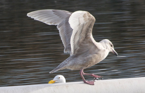 Glaucous-Winged Gull - bleached imm.