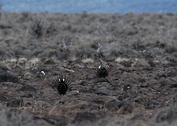 Greater Sage Grouse display from behind