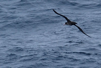 short-tailed albatross