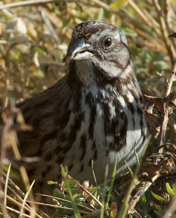 Song Sparrow-large-billed