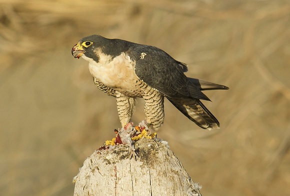 Peregrine falcon eating Eurasian collared dove