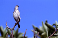 Christmas Island Warbler