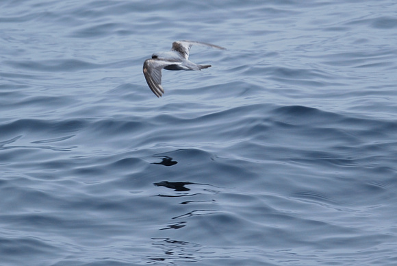 fork-tailed storm-petrel