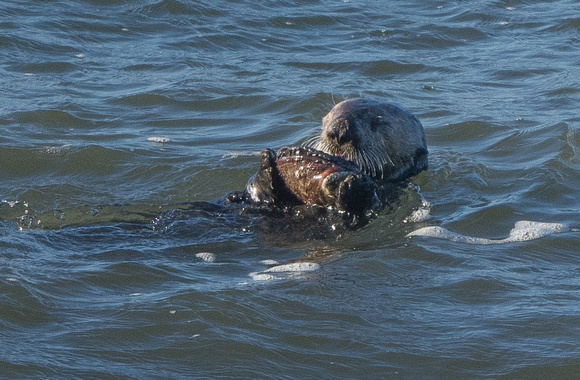 sea otter and abalone