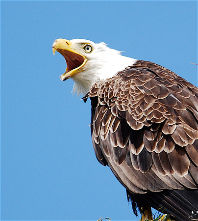 bald eagle, Dutch Harbor