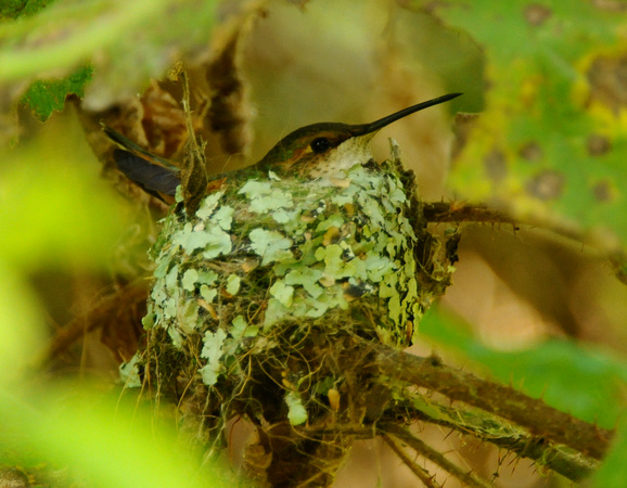 Allen's Hummingbird- female on nest