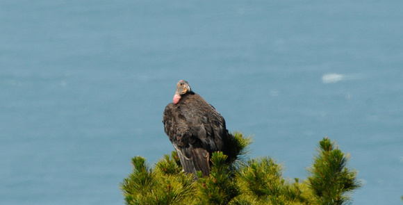 Juvenile CA condor roosting in pine
