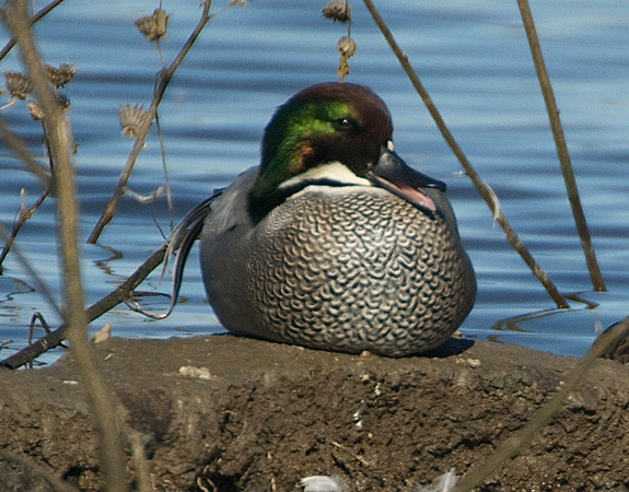 Falcated Duck waking up