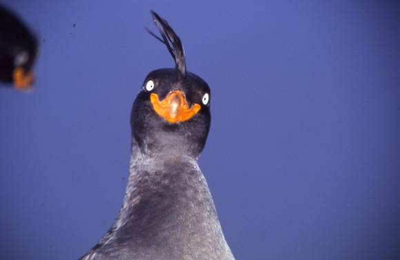 crested auklet