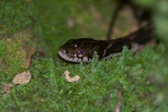 Pryer's Keel-backed Snake (Amphiesma pryeri)