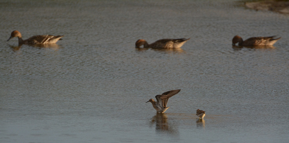 pintail ducks and sharp-tailed sandpipers
