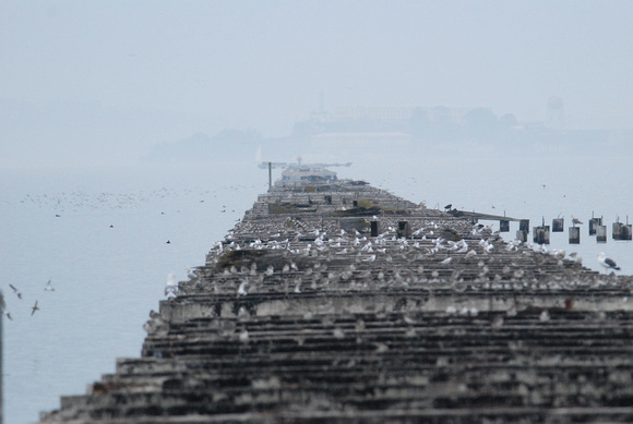 Old pier festooned with birds