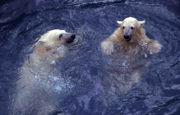 2 polar bear cubs in Anchorage zoo