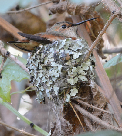Allen's Hummingbird Nest