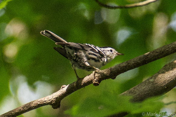 female black and white warbler
