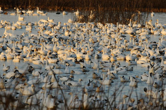 Let it Snow Geese