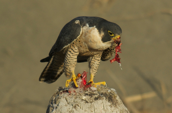 Peregrine falcon eating Eur. collard dove