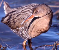 California Clapper Rail