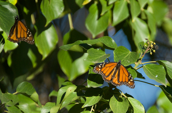 Where have all the Monarchs Gone?