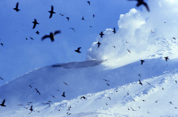 Kiska Volcano, and auklets