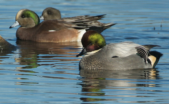 Falcated Duck displaying to wigeons