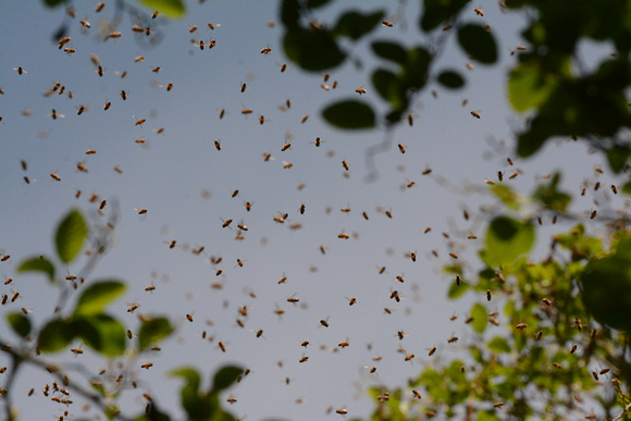 Swarming honeybees