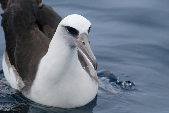Laysan Albatross, off Half Moon Bay