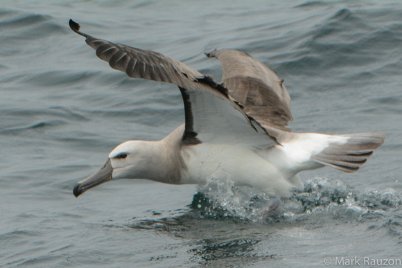 Salvin's Albatross (Thalassarche salvini) immature