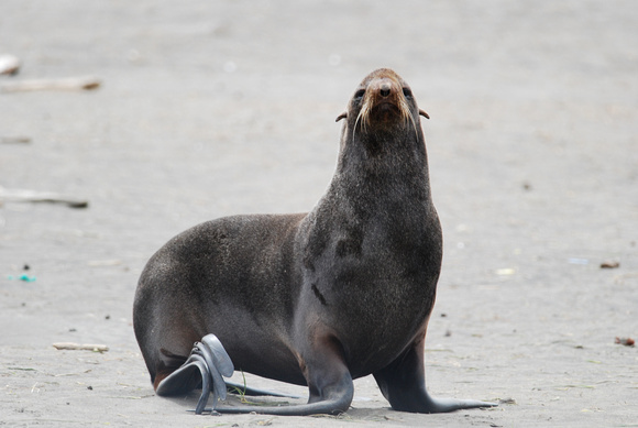 Ak Fur Seal