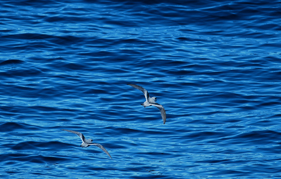 fork-tailed storm-petrels