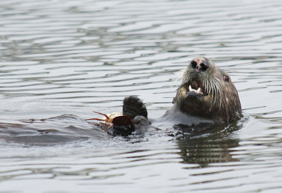 Sea Otter- female