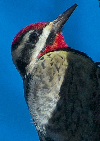 Yellow-bellied Sapsucker - male