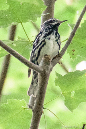 Black and White Warbler-male