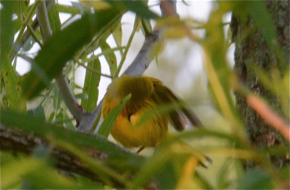 yellow warbler