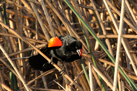 Redwing (bicolored) Blackbird