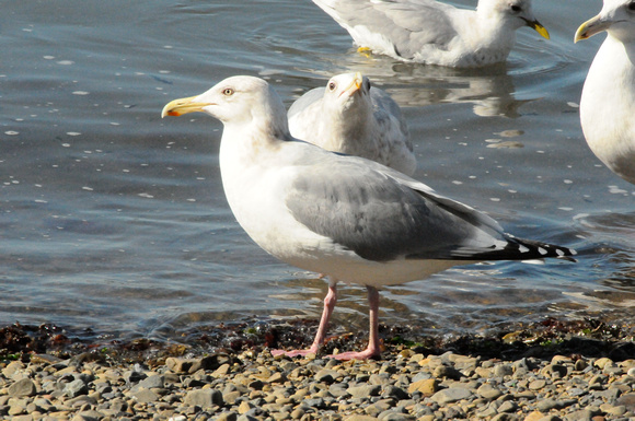Herring Gull at herring run