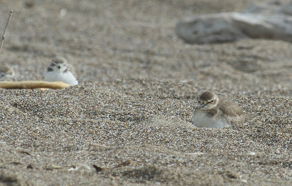 Lesser Sand and Snowy Plovers