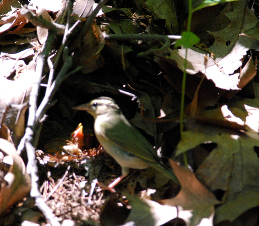 Worm-eating Warbler at nest. 6/15/11