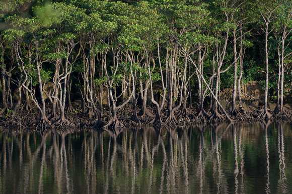 Mangroves in tidal river
