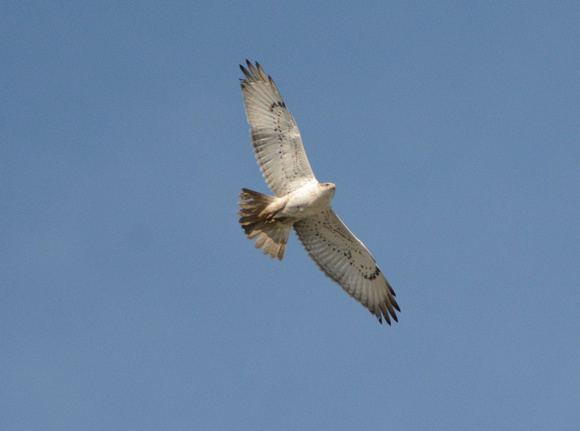 Ferruginous Hawk-juvenile