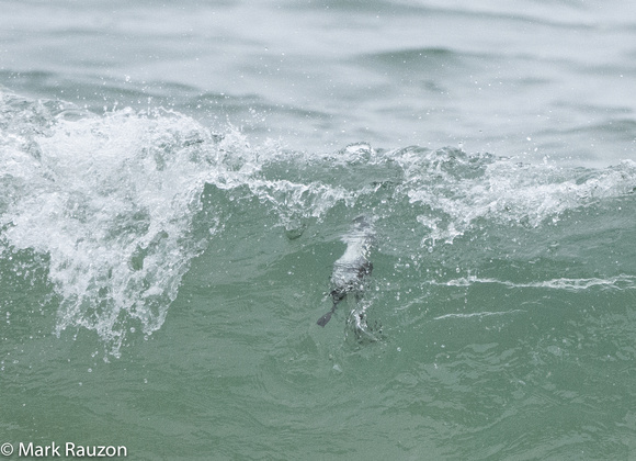 Wave overtopped auklet