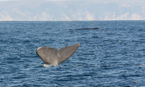 Blue Whale flukes, Humpback in bkgr,
