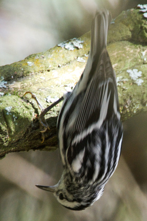 Hallux claw holds Black and White Warbler