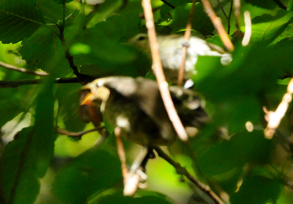 Warbling Vireo with cowbird chick