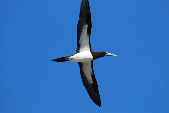 Brown Booby in flight- male