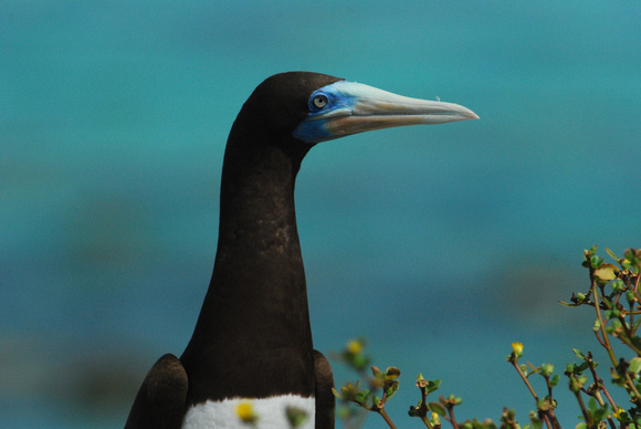 Brown Booby male
