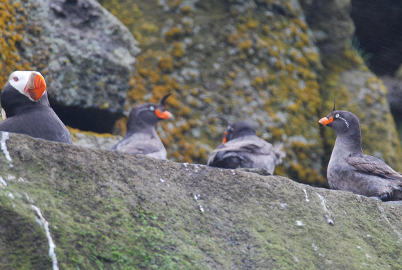 Tufted Puffin and Crested Auklets, St. Paul I. Pribilof Is.