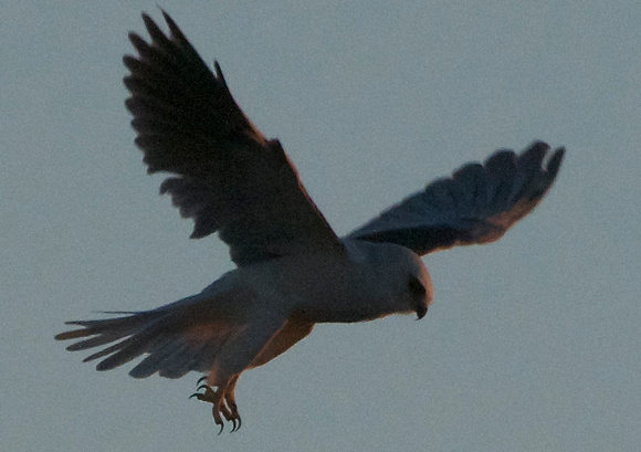 White-tailed Kite at sunset
