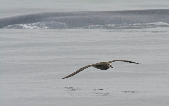 blue whale and black-footed albatross